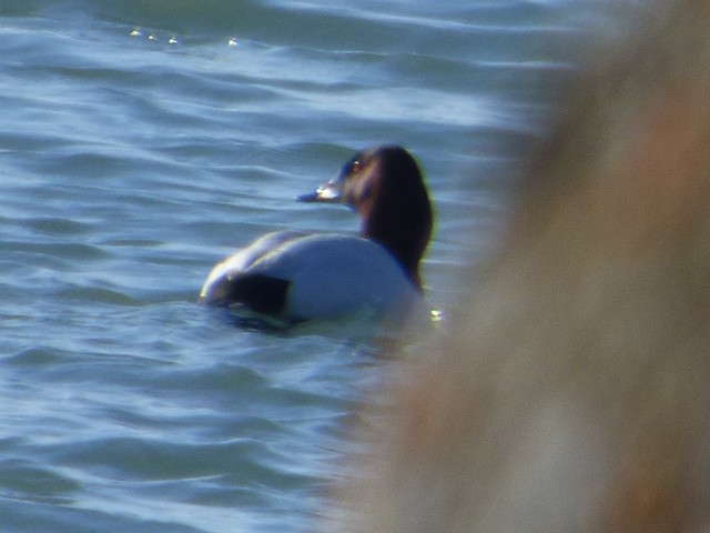 Canvasback - ML545874971