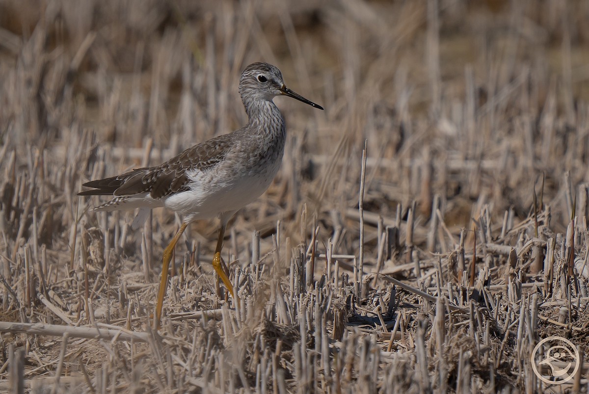 Lesser Yellowlegs - Yanina Maggiotto