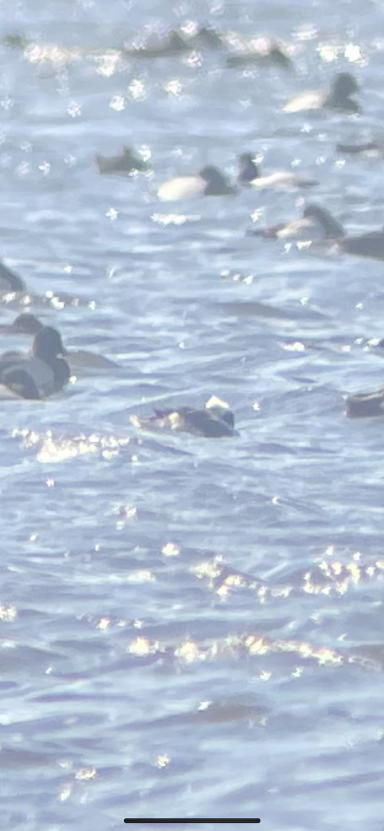 Long-tailed Duck - ML545875991