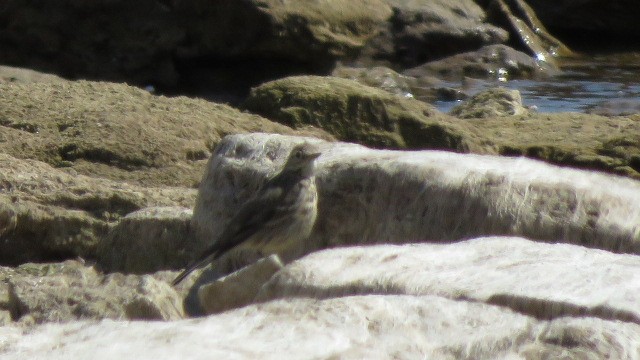 American Pipit - ML545877021