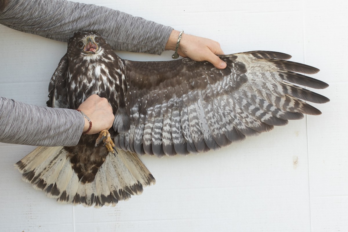 Red-tailed Hawk (Harlan's) - ML545878411