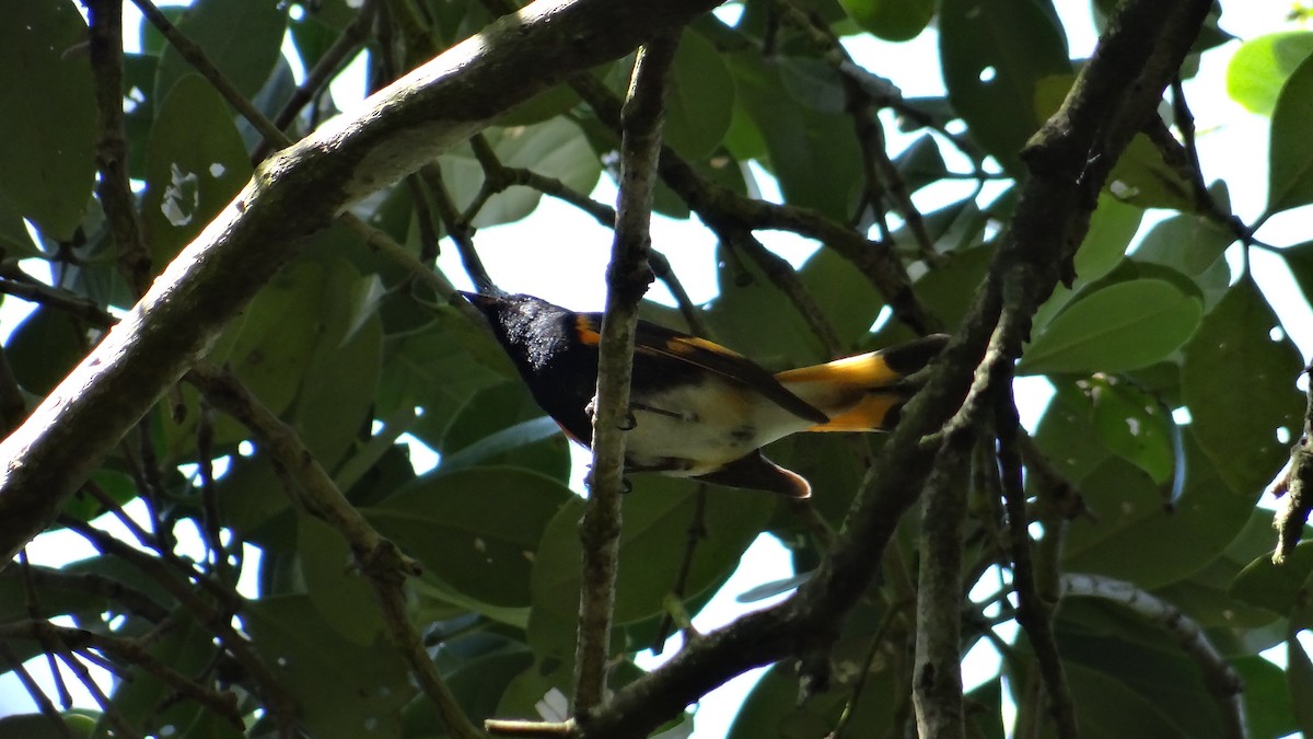 American Redstart - Aurelio Molina Hernández