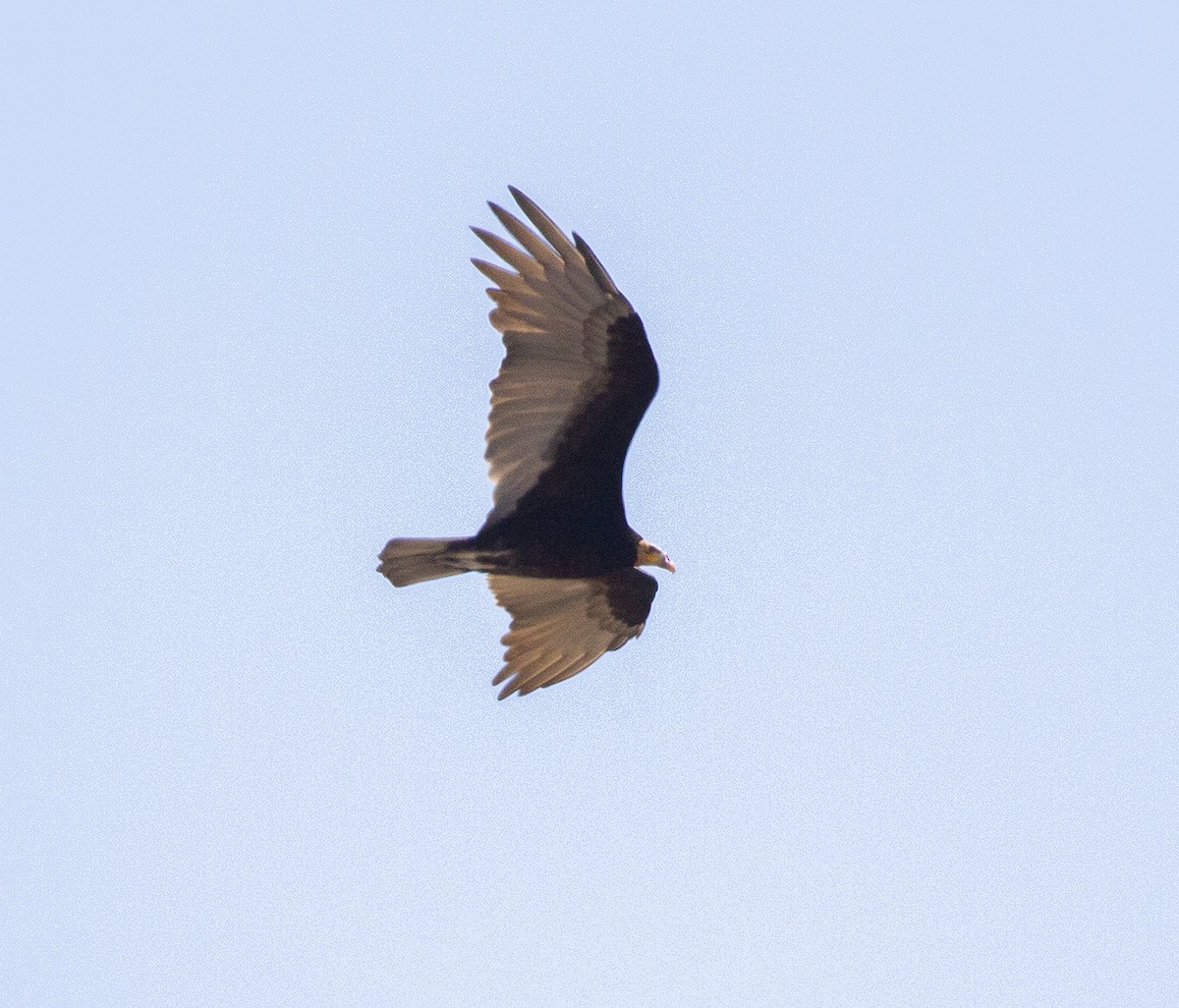 Lesser Yellow-headed Vulture - ML545884301