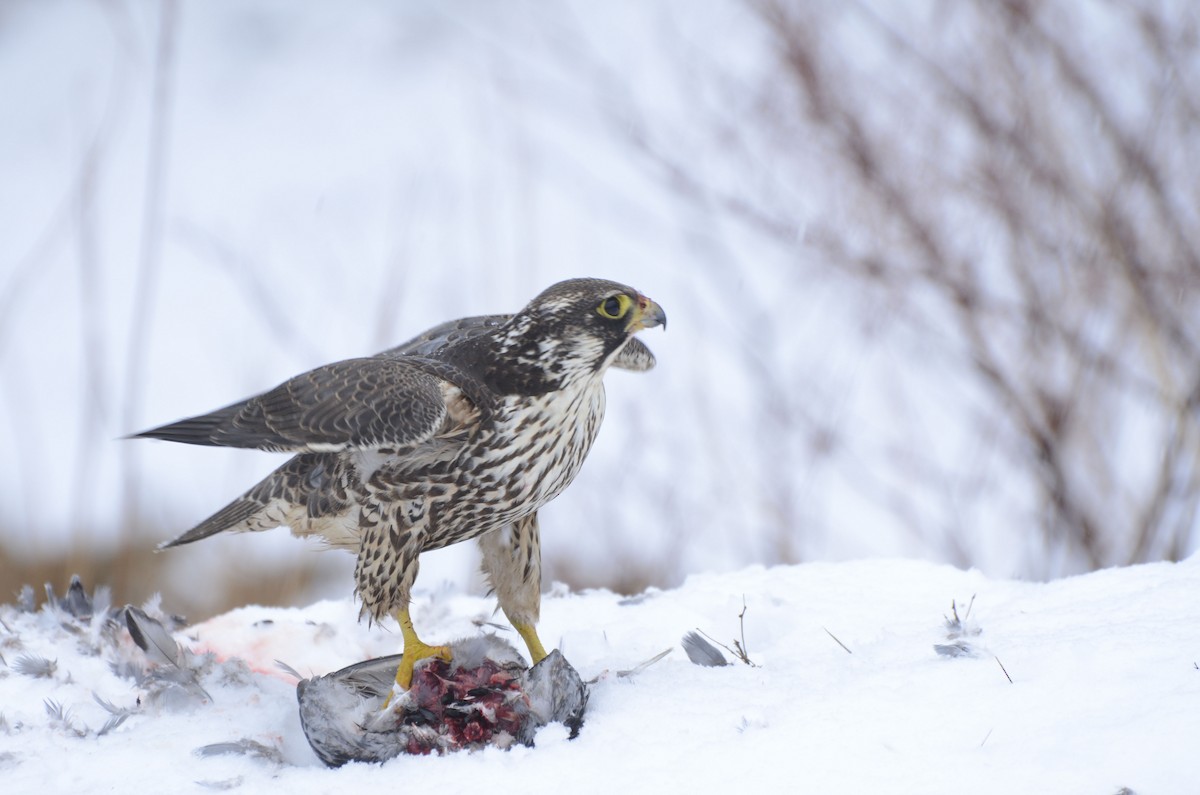 Peregrine Falcon (Tundra) - ML545884521