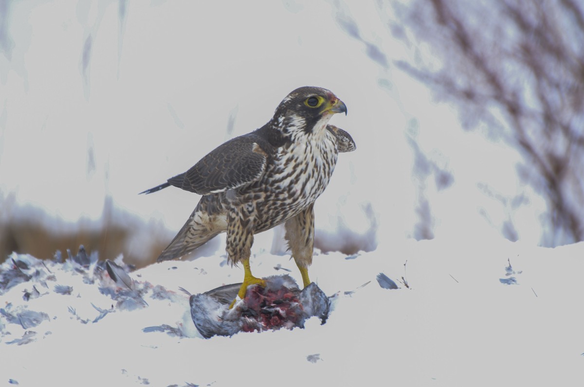 Peregrine Falcon (Tundra) - ML545884531