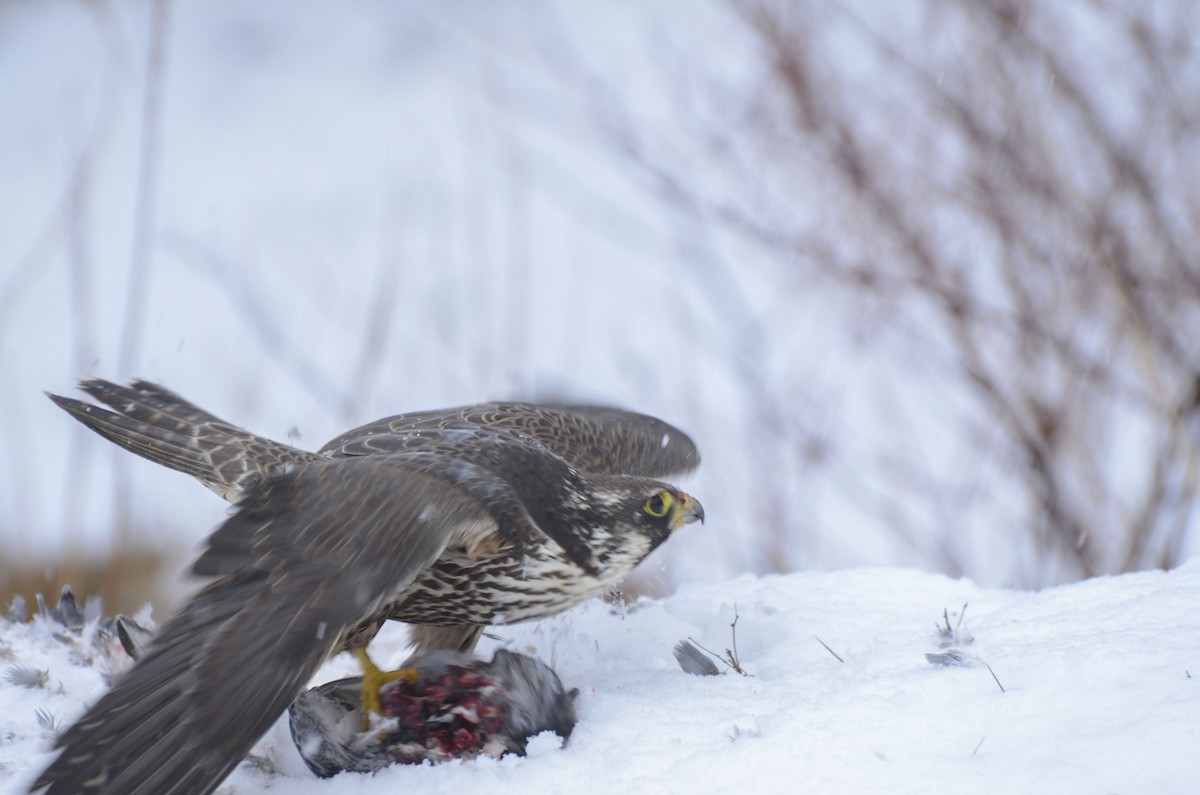 Peregrine Falcon (Tundra) - ML545884541