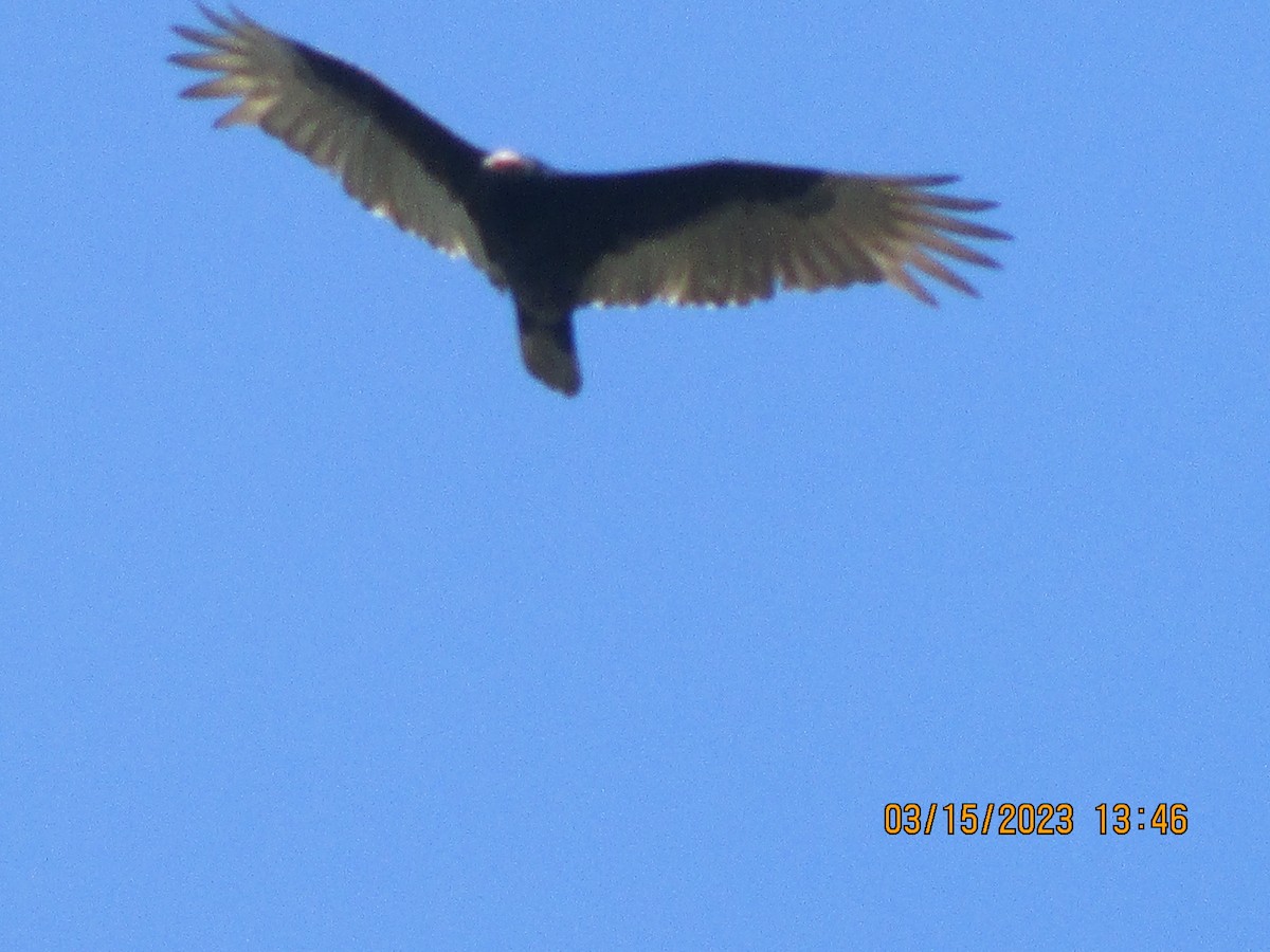 Turkey Vulture - Texas Bird Family