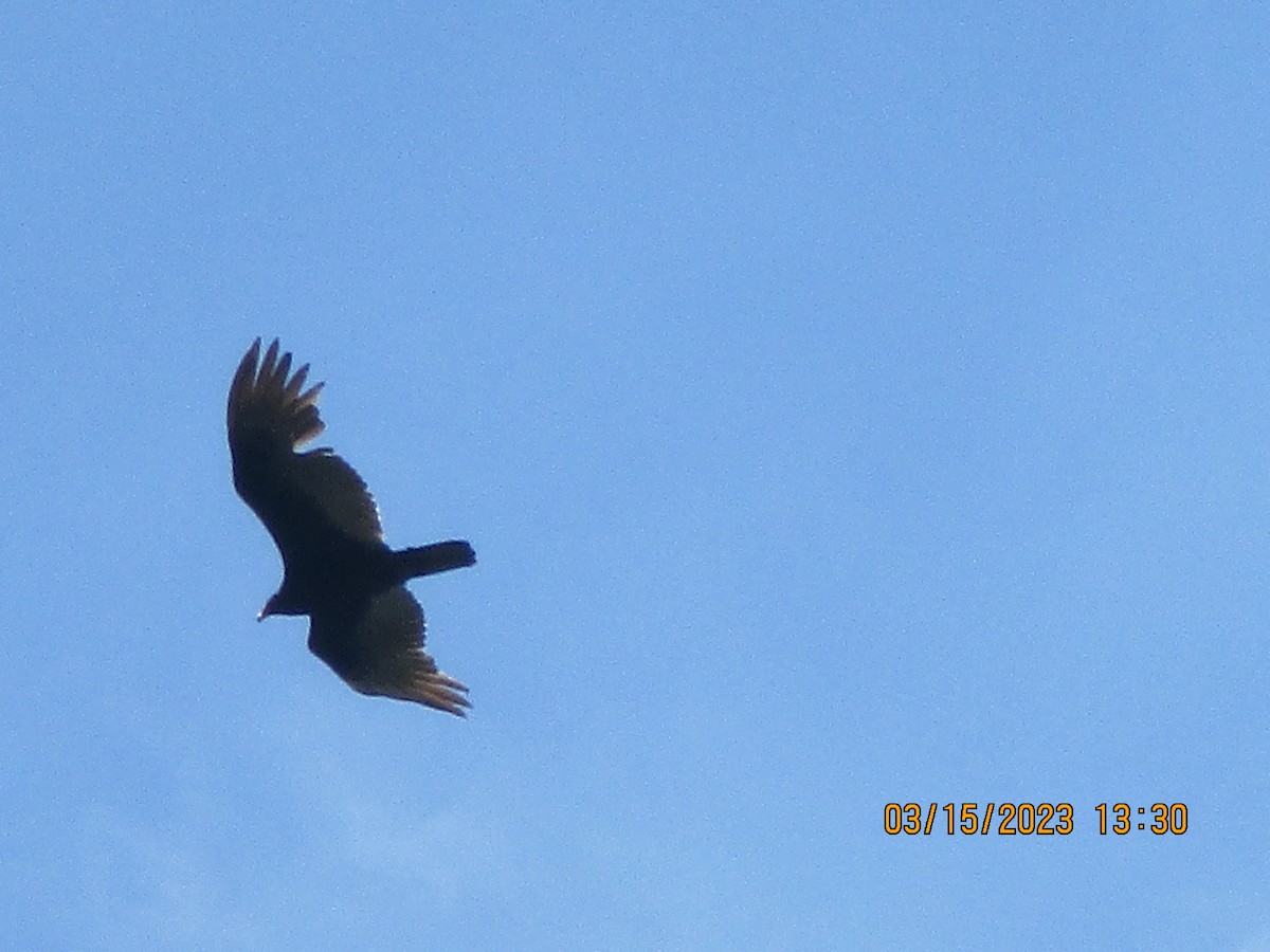 Turkey Vulture - Texas Bird Family