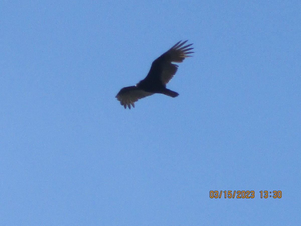 Turkey Vulture - Texas Bird Family