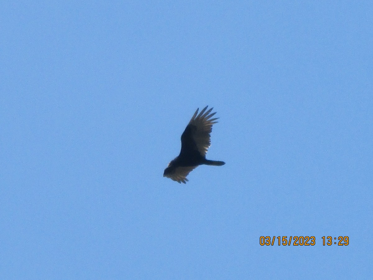 Turkey Vulture - Texas Bird Family