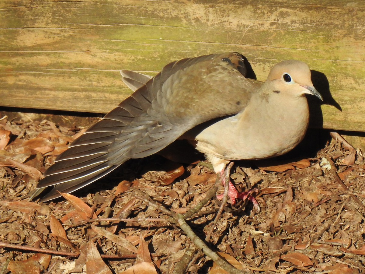 Mourning Dove - ML545885161