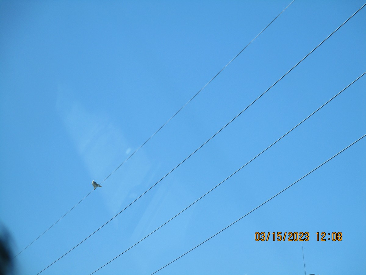 White-tailed Kite - Texas Bird Family