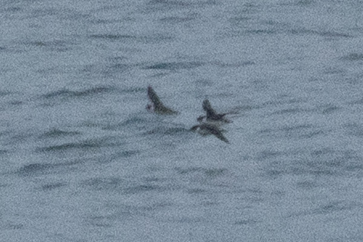 Guillemot à cou blanc - ML545886141