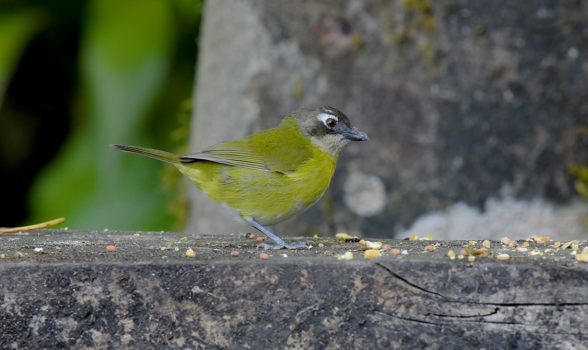 Clorospingo Común (grupo postocularis) - ML545886531