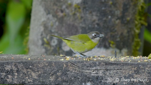 Зеленник мінливобарвний [група postocularis] - ML545886561