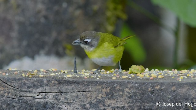 Зеленник мінливобарвний [група postocularis] - ML545886581