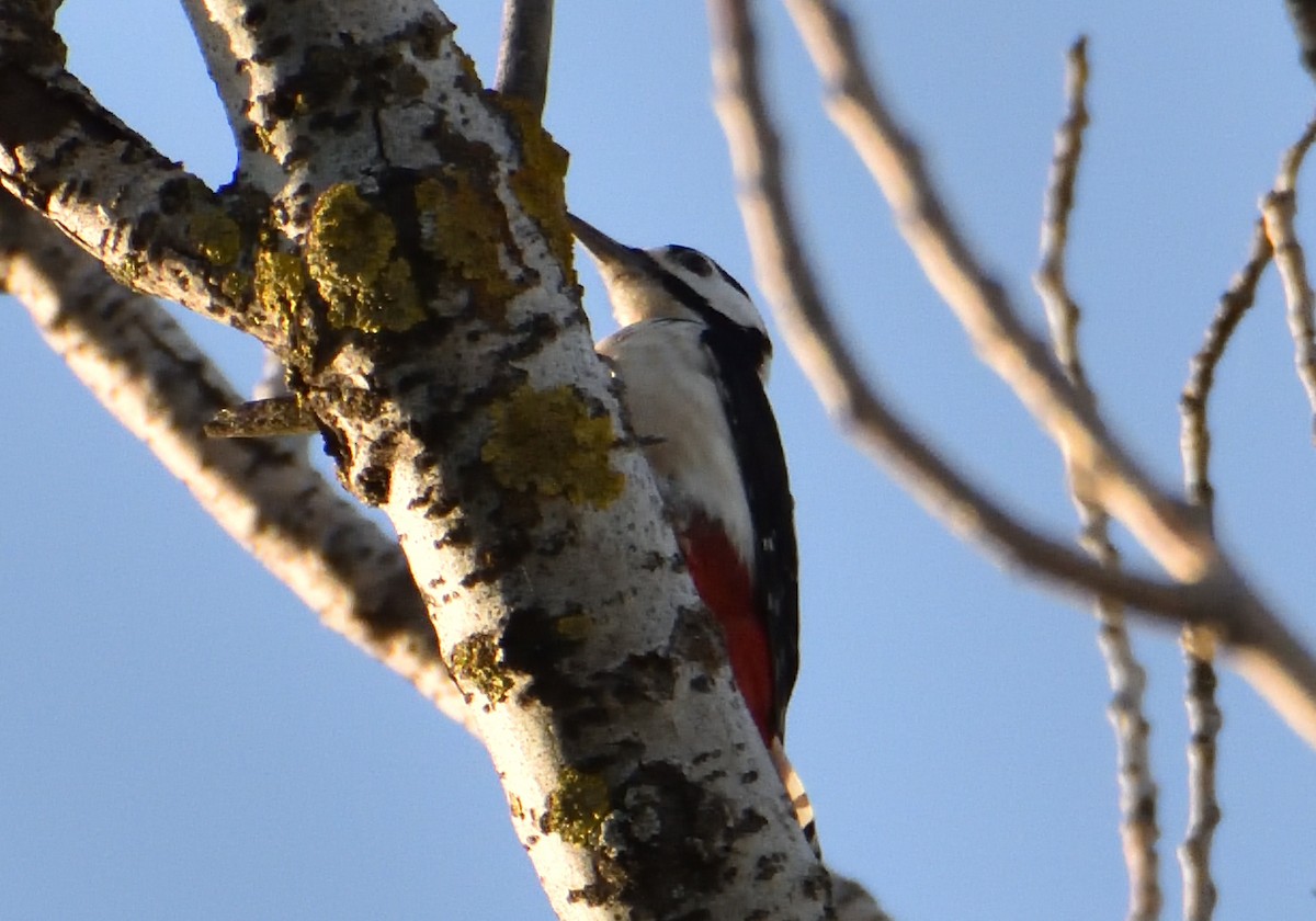 Great Spotted Woodpecker - ML545887391