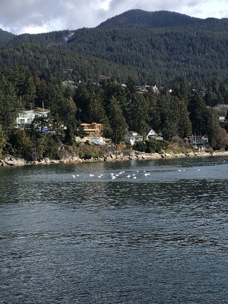 Trumpeter Swan - ML545889001