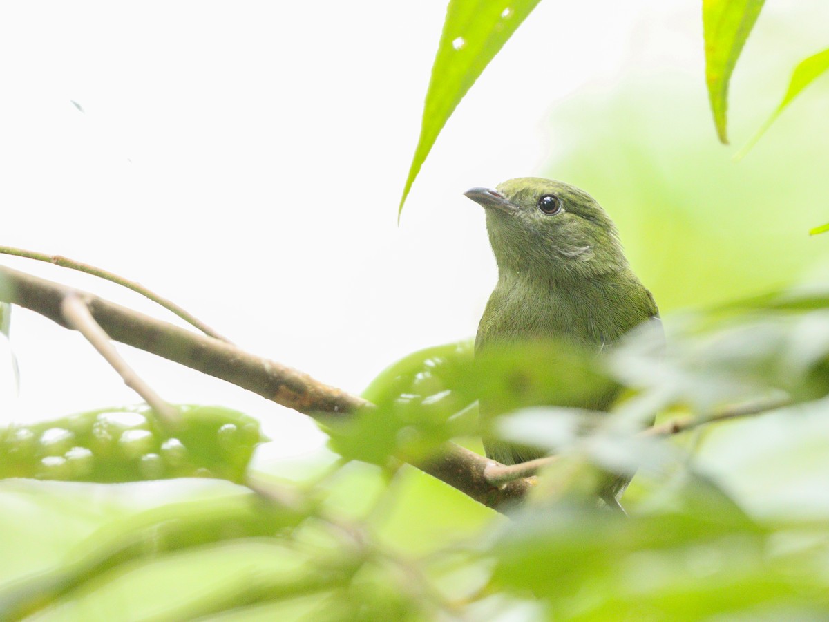 White-bearded Manakin - ML545890221