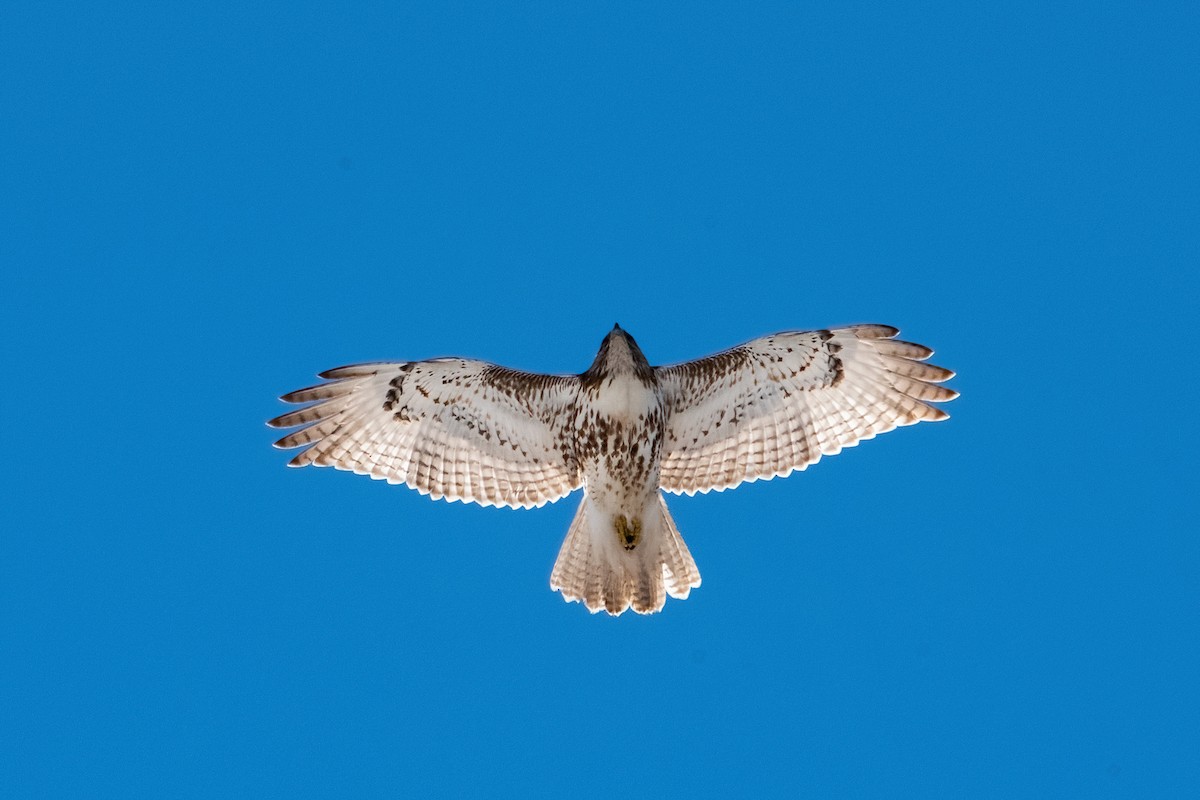 Red-tailed Hawk - Sue Barth
