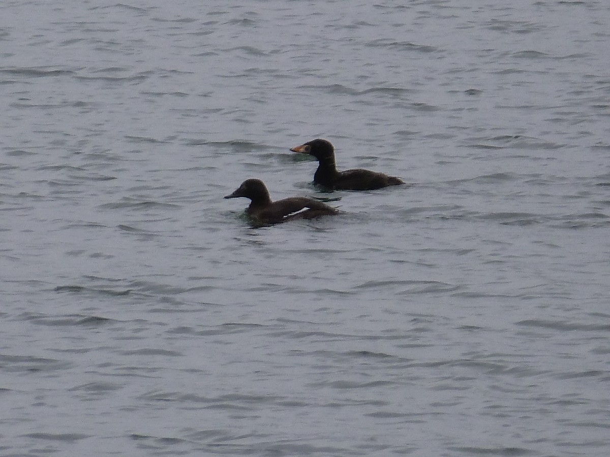 Surf Scoter - ML545890711