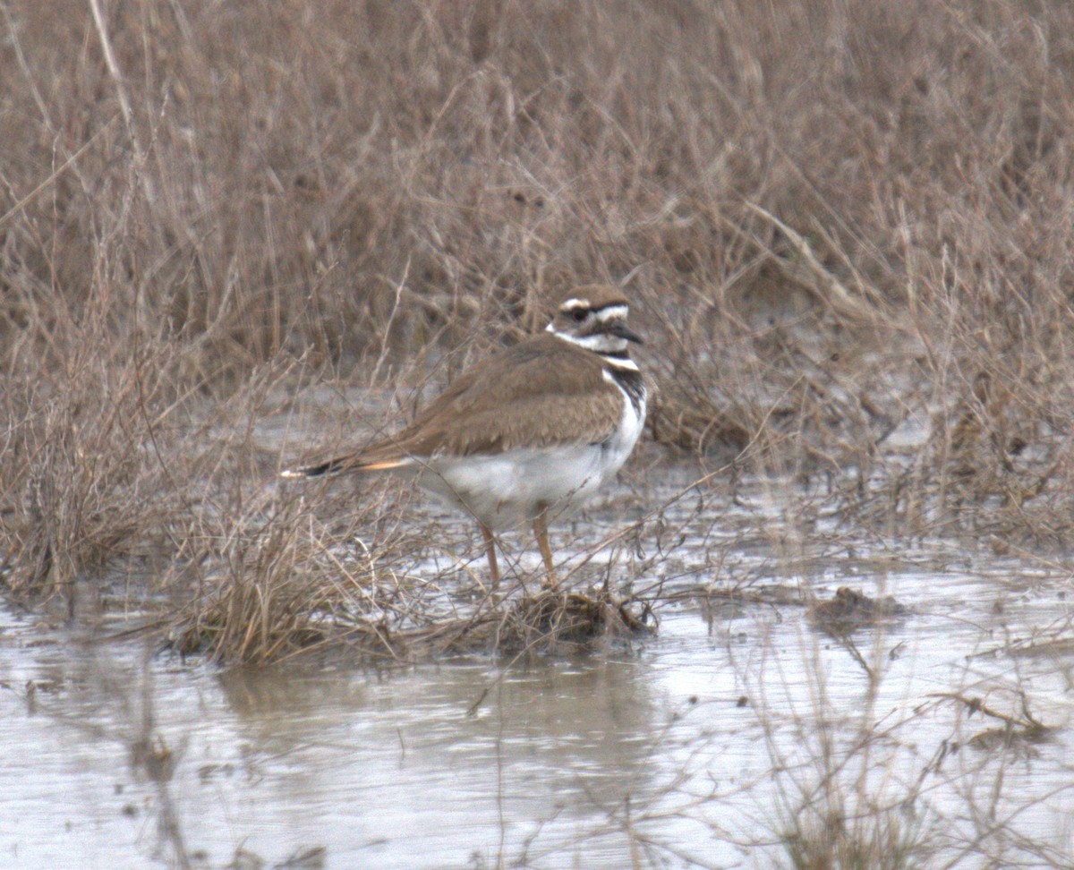 Killdeer - ML545891531