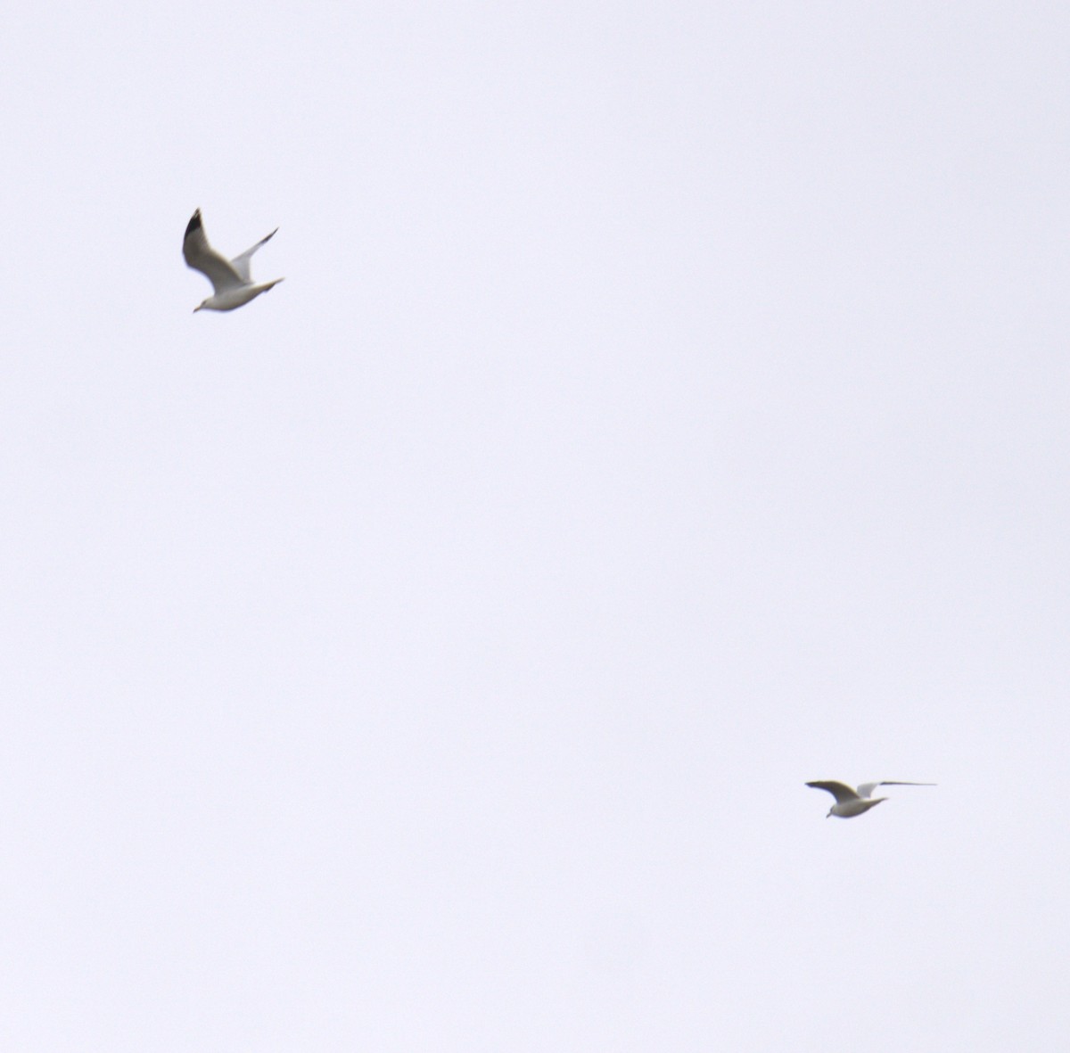 Ring-billed Gull - Cindy & Gene Cunningham