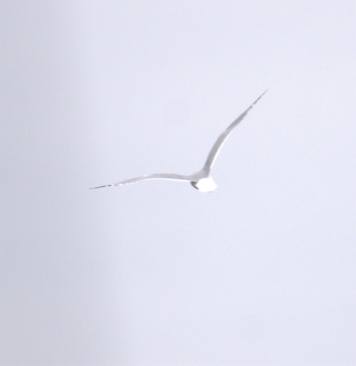 Ring-billed Gull - ML545891601