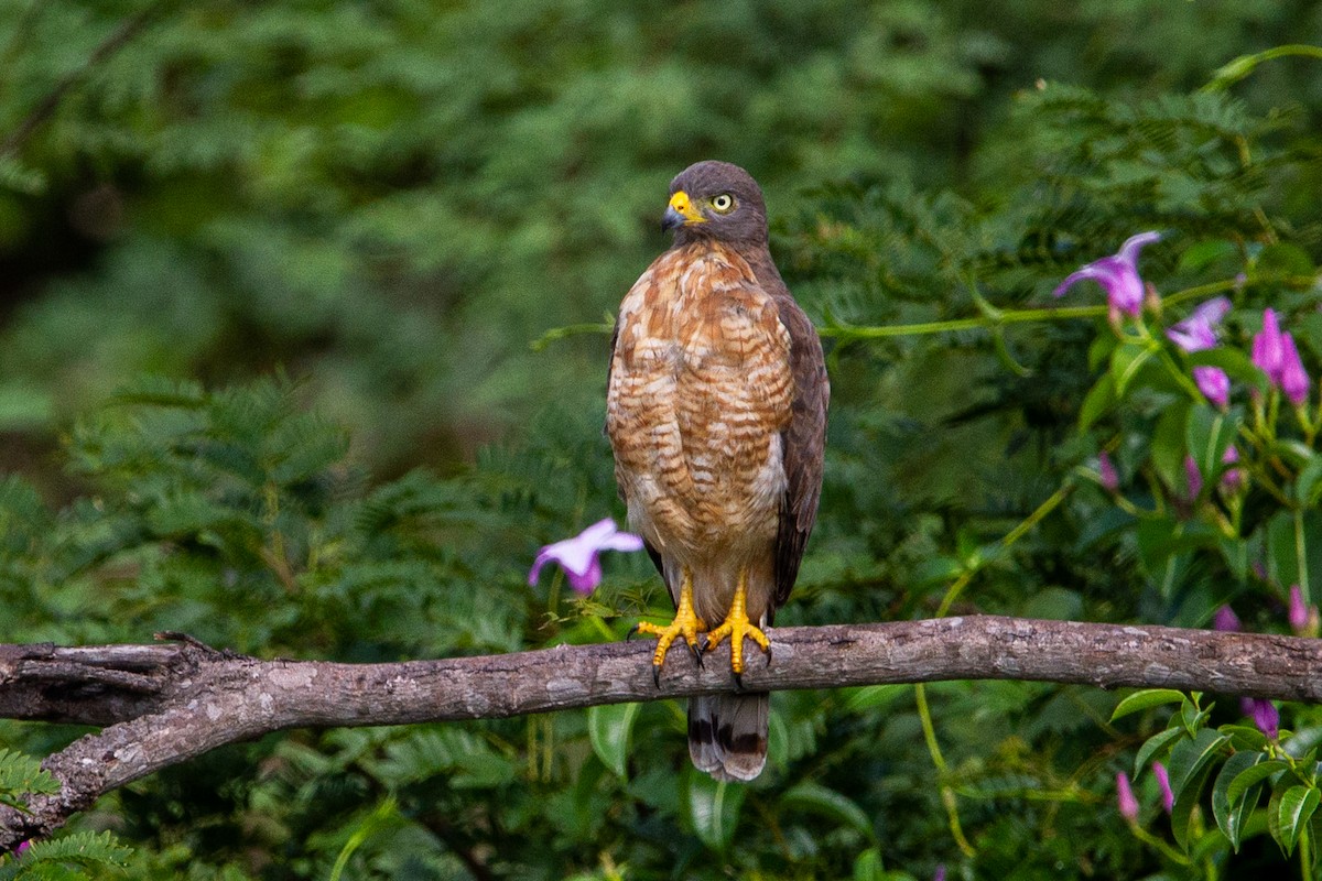 Roadside Hawk - João Vitor Andriola