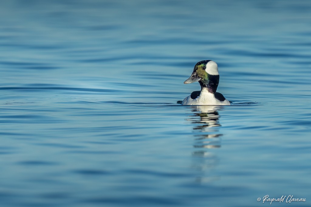 Bufflehead - ML545892011