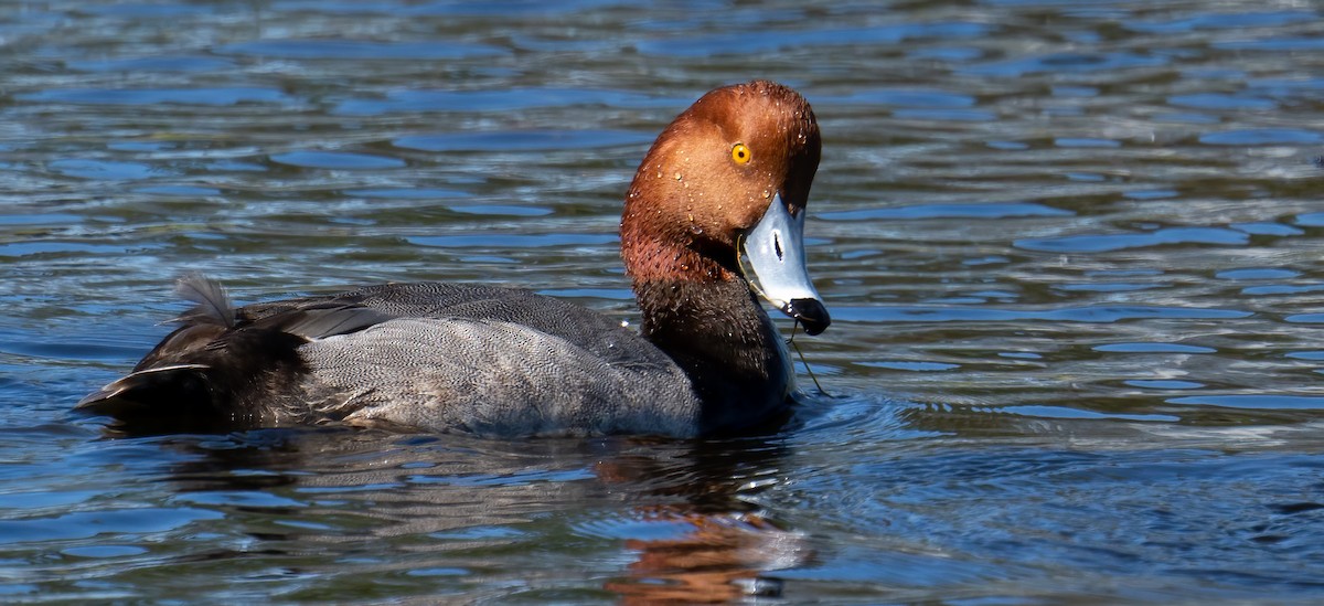 Redhead - Susan Nagi