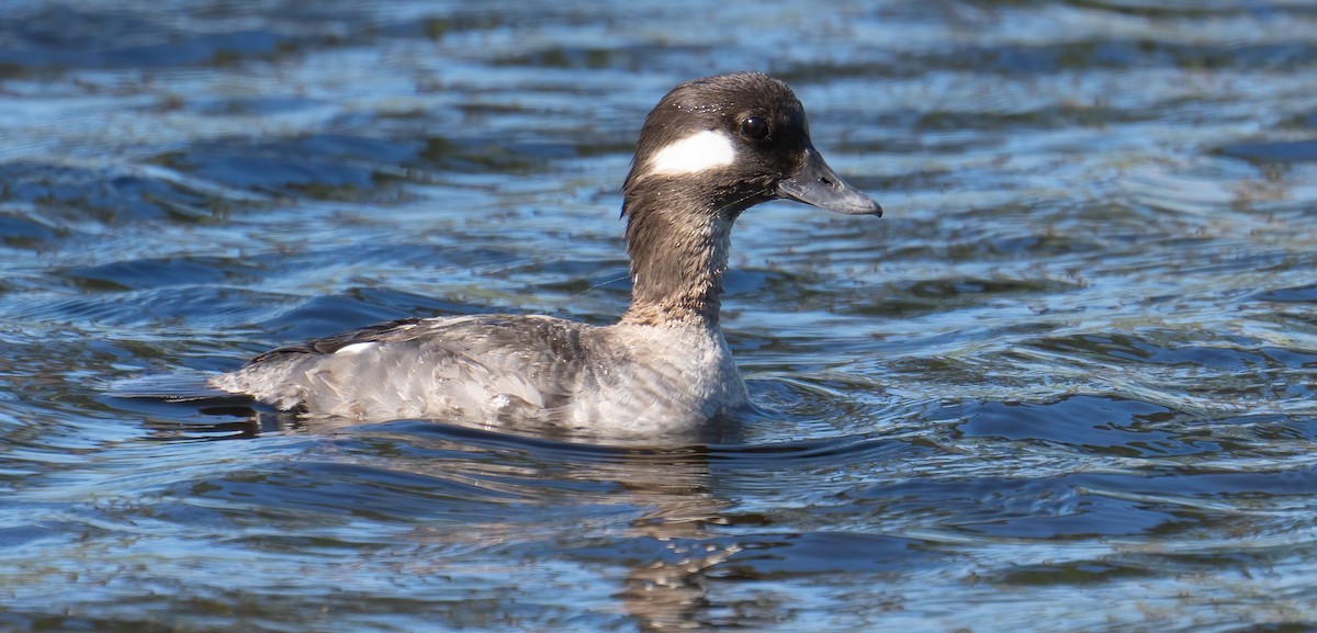 Bufflehead - ML545893691