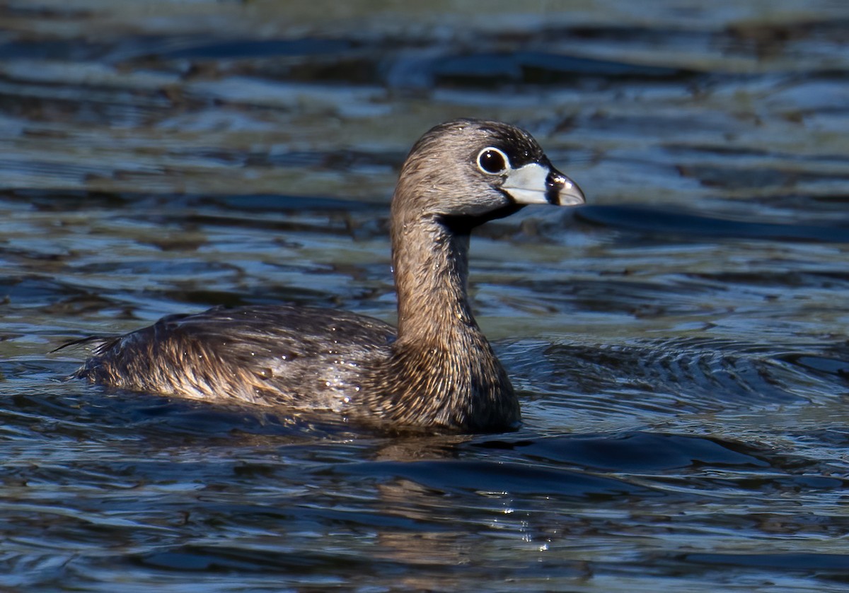 Pied-billed Grebe - ML545893991