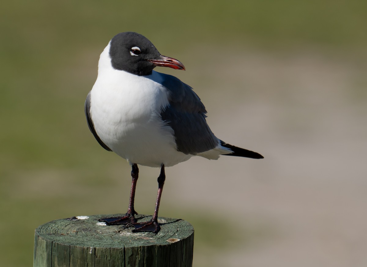 Laughing Gull - ML545894191