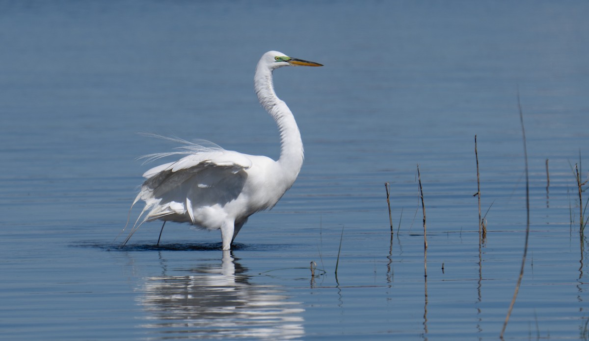 Great Egret - ML545894241