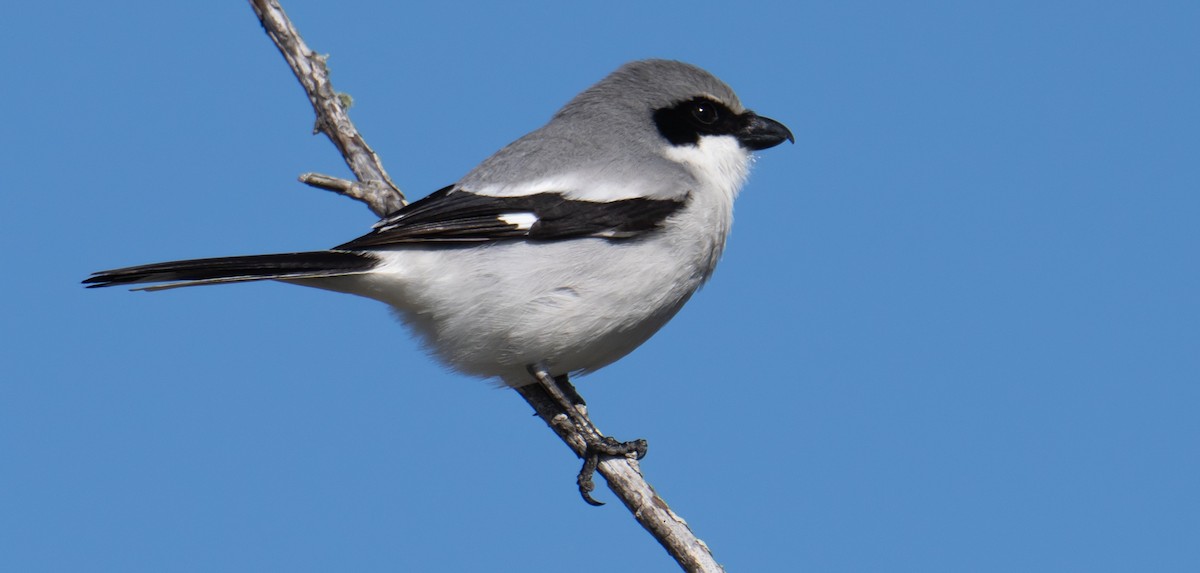 Loggerhead Shrike - ML545894251