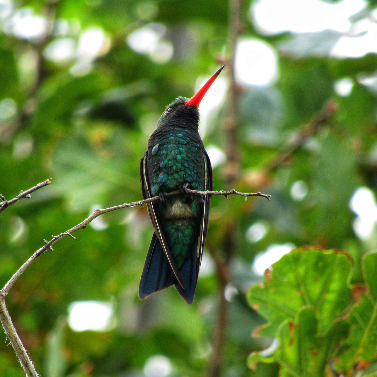 Glittering-bellied Emerald - ML545895271