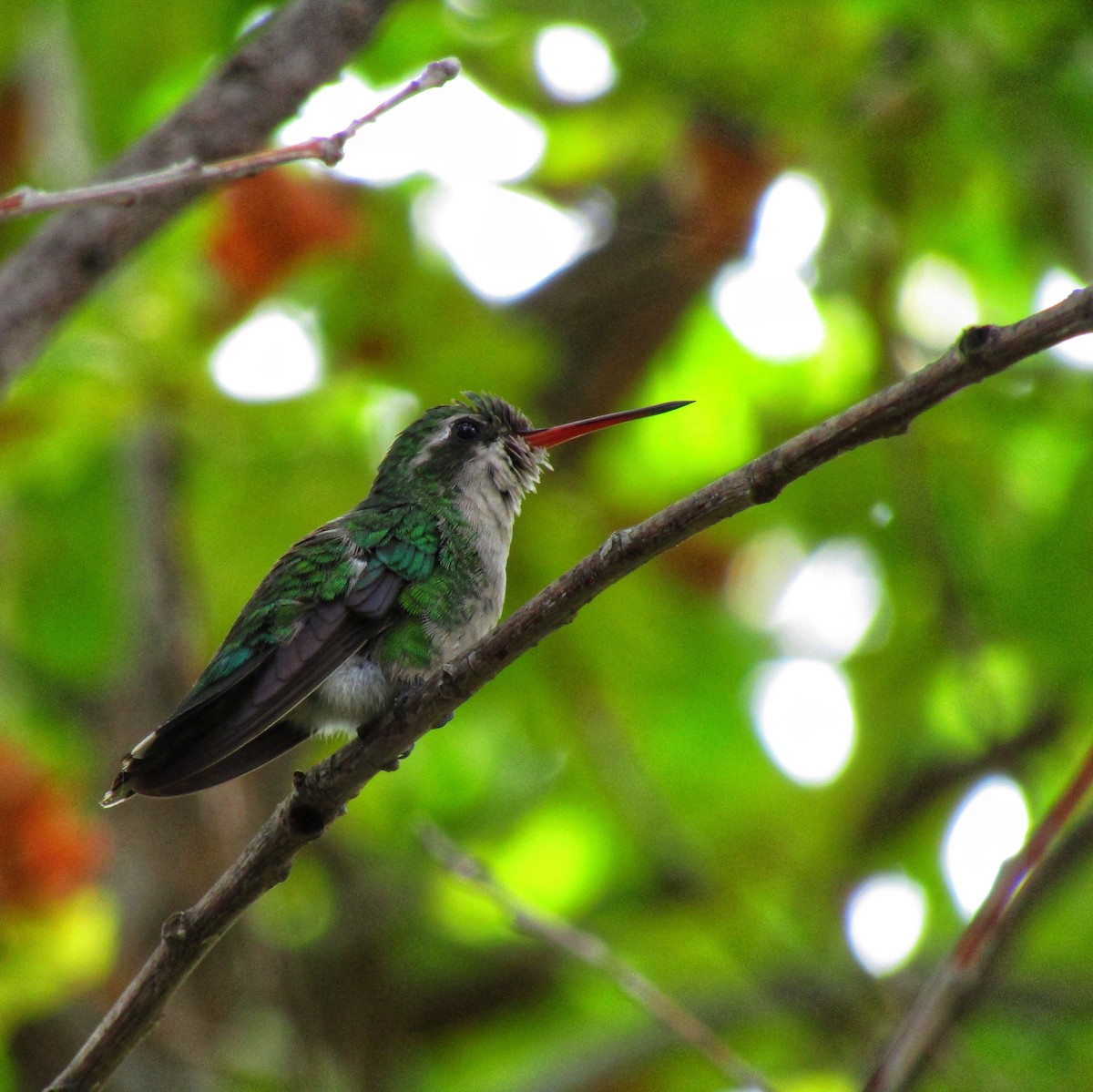 Glittering-bellied Emerald - ML545895291