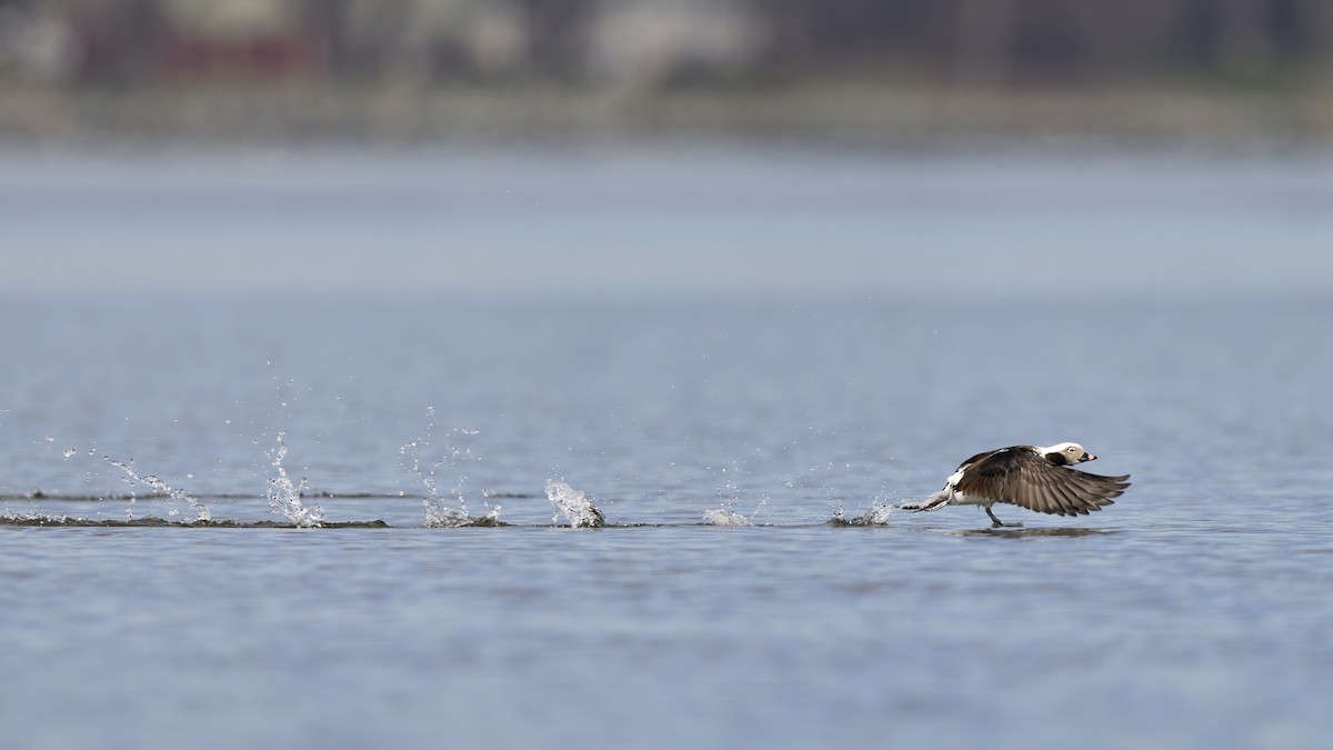 Long-tailed Duck - Matt Felperin