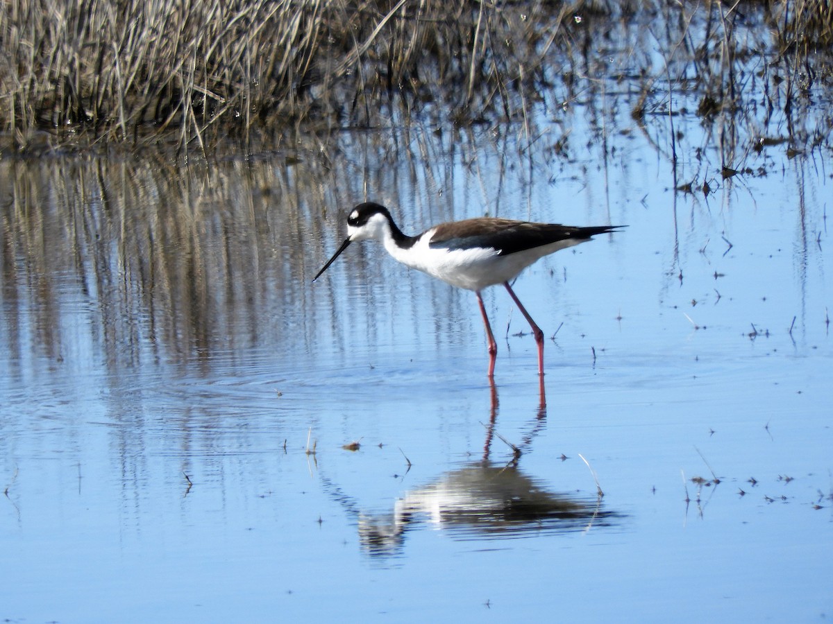 Black-necked Stilt (Black-necked) - ML545896931