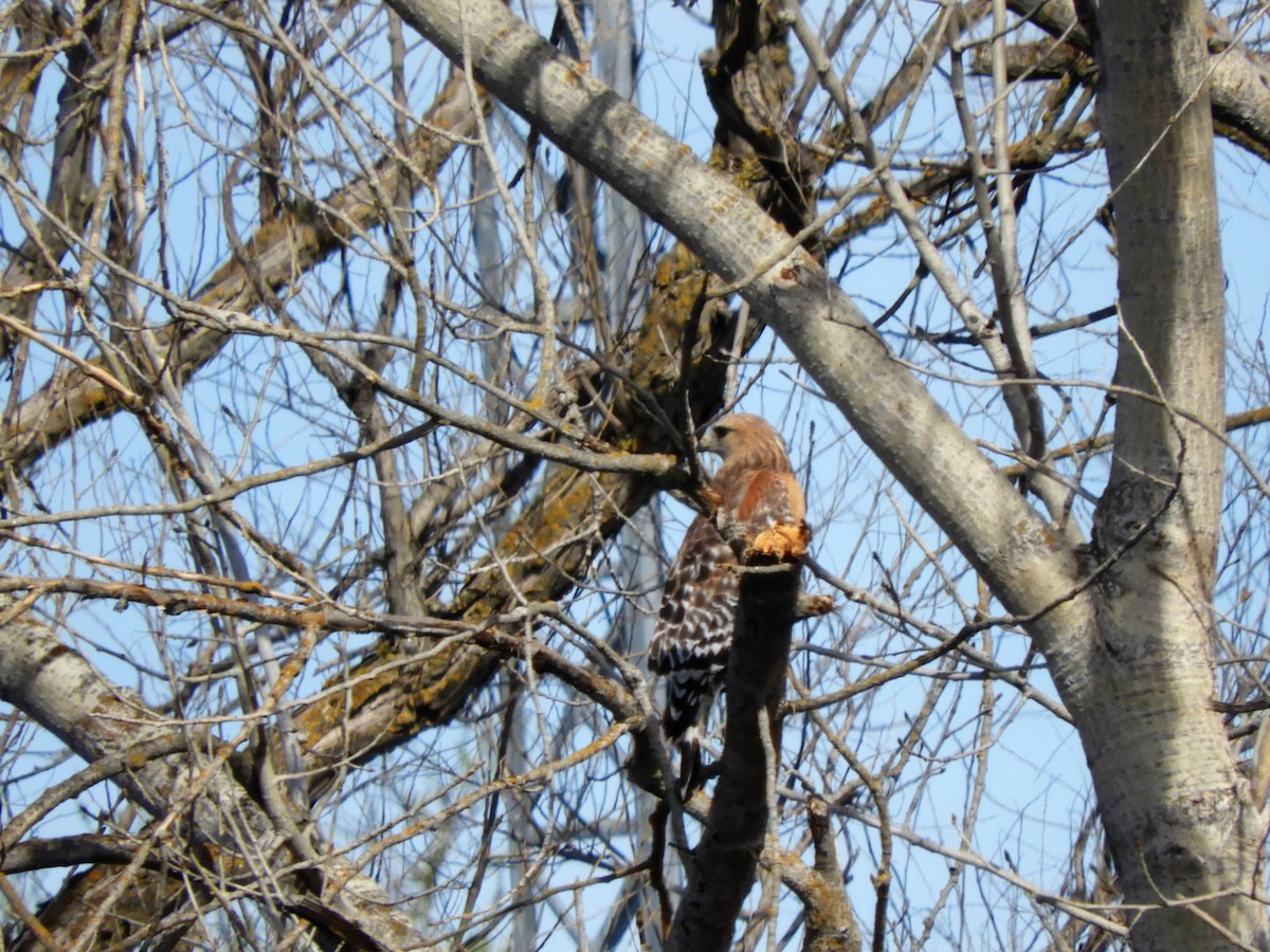 Red-shouldered Hawk - ML545897541