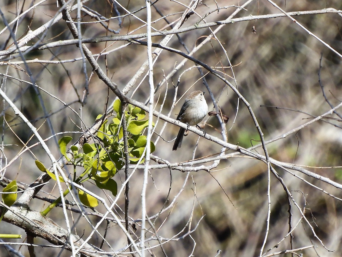 Bushtit - ML545897711