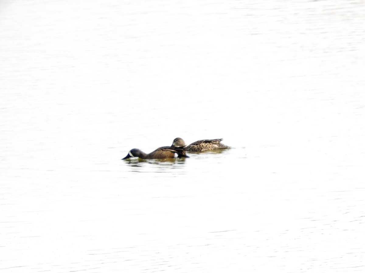 Blue-winged Teal - ML545898131