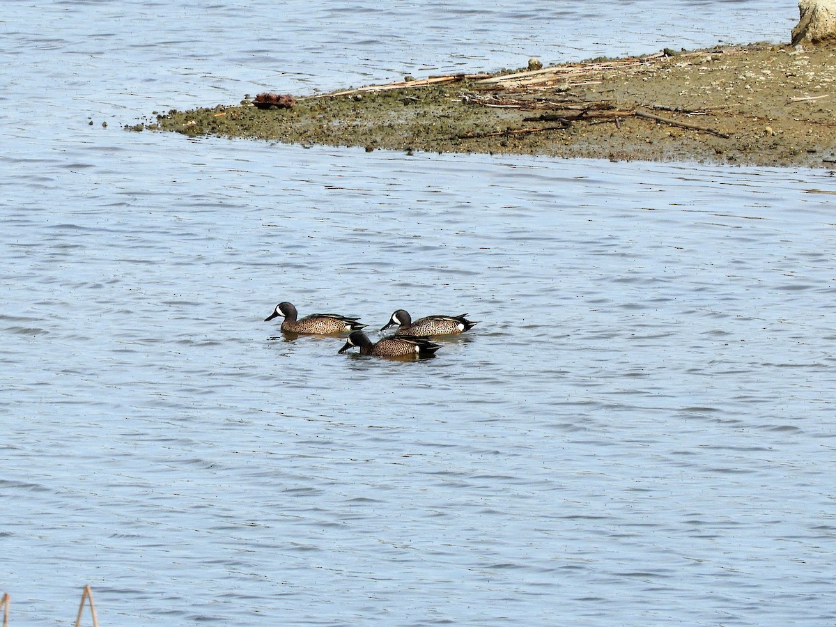 Blue-winged Teal - ML545898141