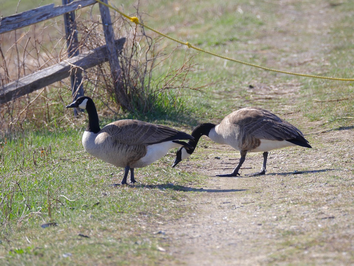 Canada Goose - ML54589891