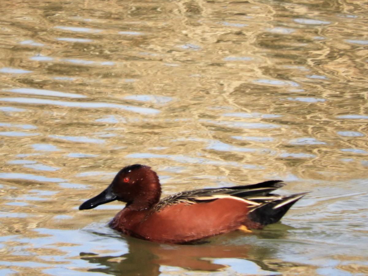 Cinnamon Teal - ML545898921