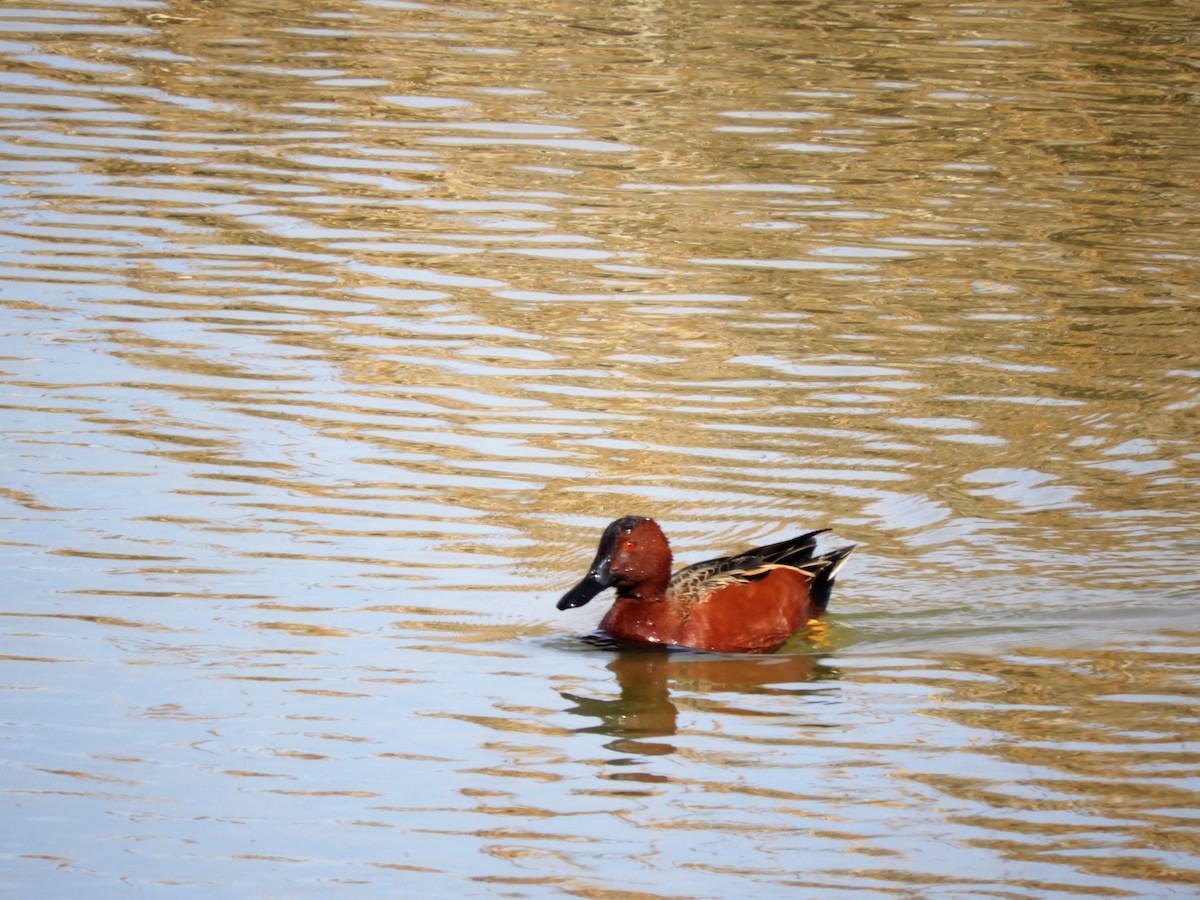 Cinnamon Teal - ML545898931