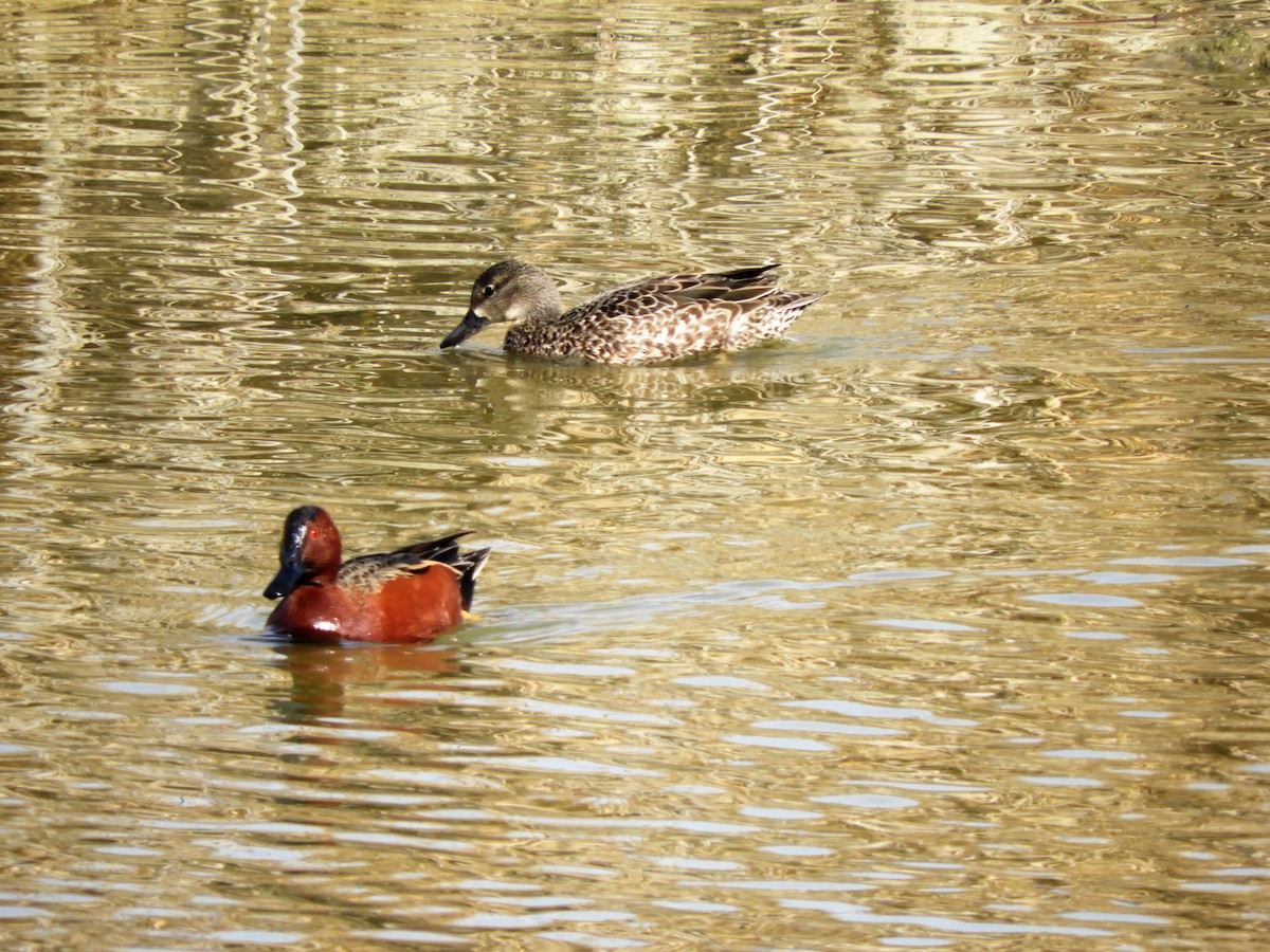 Cinnamon Teal - ML545898941