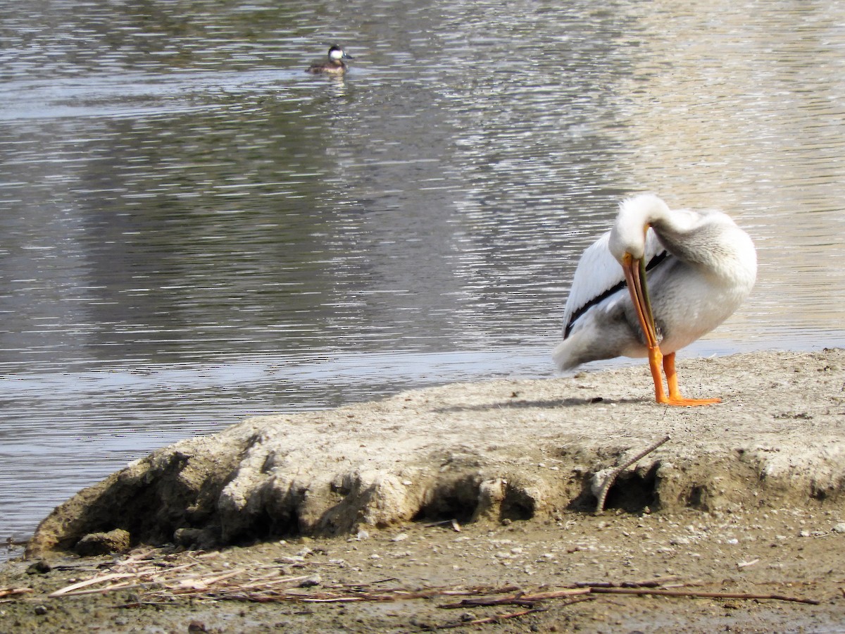 American White Pelican - ML545899711