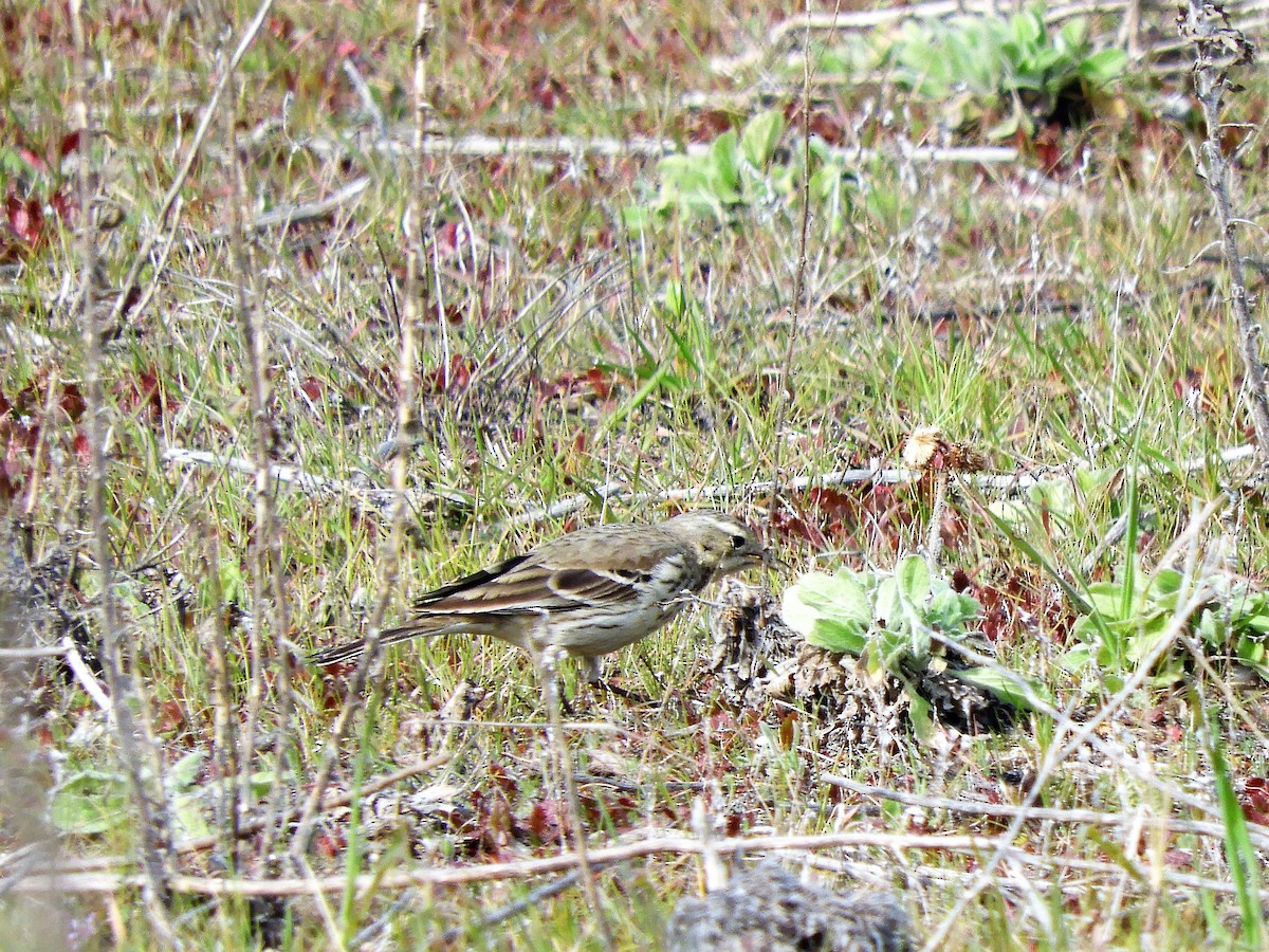 American Pipit - ML545899941